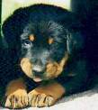 Trop chou hein